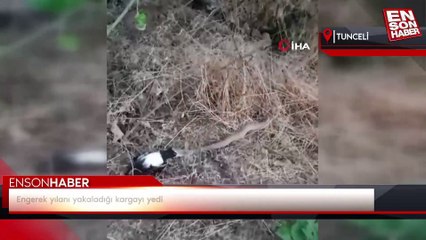 Engerek yılanı yakaladığı kargayı yedi