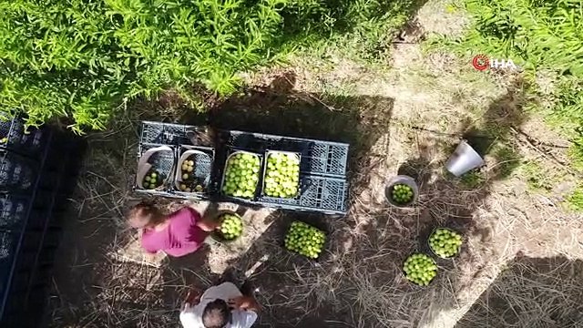 Bayramiç Beyazı Üreticinin Yüzünü Güldürdü