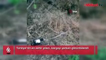 Türkiye'nin en zehir yılanı! Avını yakalayıp böyle yedi