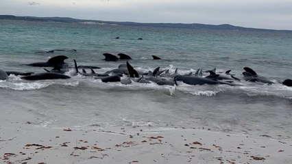 Karaya vuran onlarca balina öldü