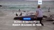 Dezenas de baleias-piloto morrem encalhadas numa praia na Austrália