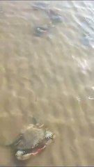 Il granchio blu invade anche le spiagge