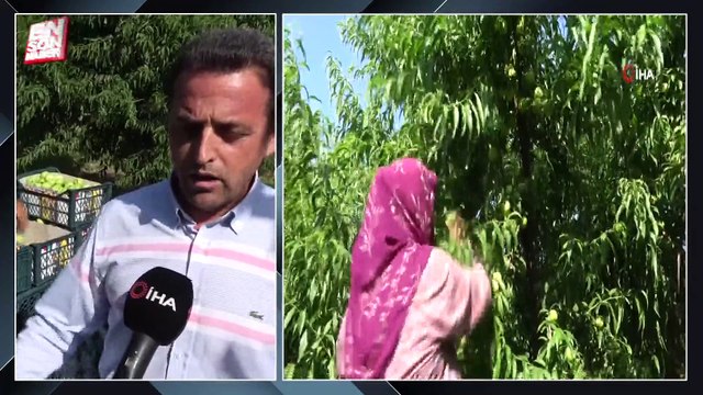 Bayramiç beyazı üreticisini sevindirdi