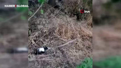 Türkiye'nin en zehirlisi! Engerek yılanı kargayı bütün haliyle yutarken görüntülendi