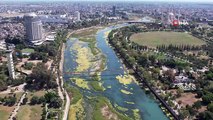 Seyhan Nehri can çekişiyor: Yosunlar nehri istila etti, otlar insan boyuna yaklaştı