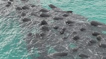 Mueren 51 ballenas piloto tras quedarse varadas en una playa del suroeste de Australia
