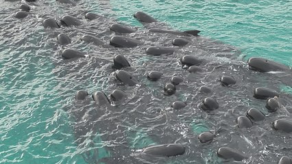 Mueren 51 ballenas piloto tras quedarse varadas en una playa del suroeste de Australia