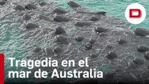 Mueren 51 ballenas piloto tras quedarse varadas en una playa australiana