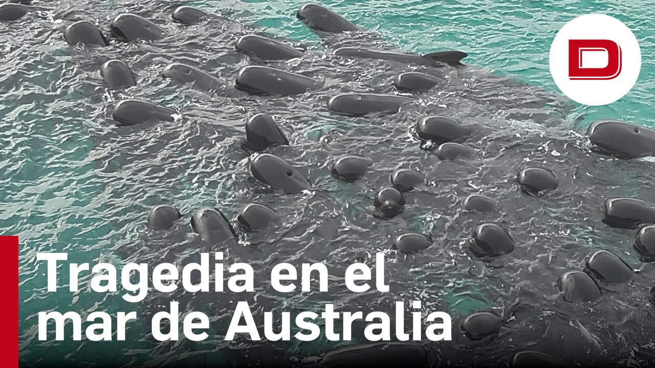 Mueren 51 ballenas piloto tras quedarse varadas en una playa australiana