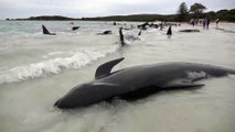 Dozens of whales die after mass stranding in Australia