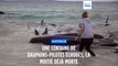 Australie : 51 cétacés retrouvés morts, 46 autres baleines sous surveillance