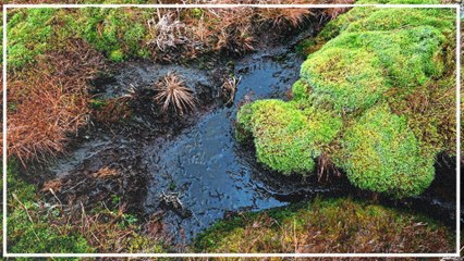 Moore speichern doppelt so viel CO₂ wie alle Wälder – Forscher entwickeln nachhaltige Nutzungskonzepte 🌱