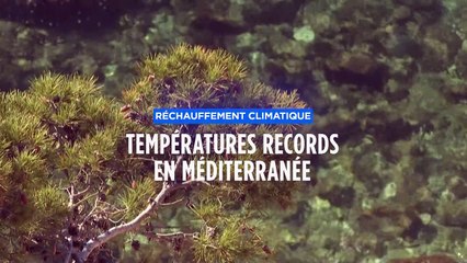 28,71 degrés : une température record relevée en Méditerranée