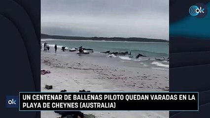 Un centenar de ballenas piloto quedan varadas en la playa de Cheynes (Australia)