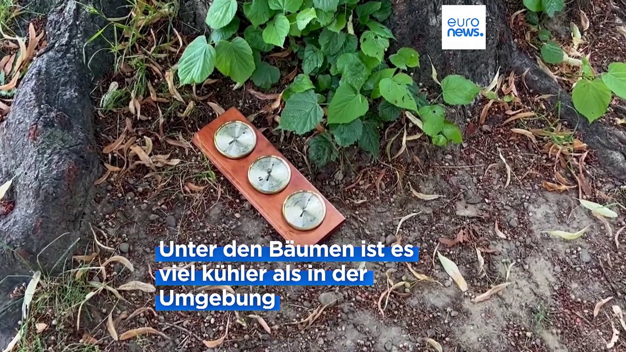 Rzeszów, die 'grüne' Vorzeigestadt Polens