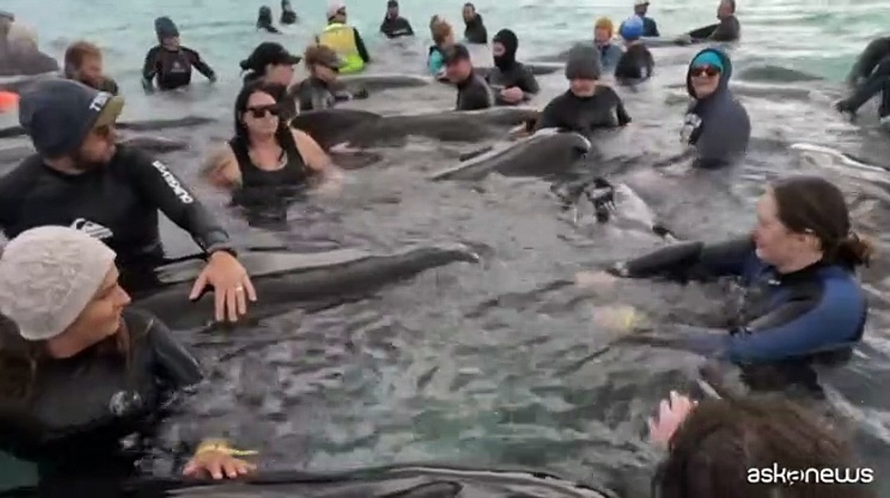 Australia, oltre 50 balene pilota morte sulla spiaggia a Cheynes Beach