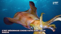 Requin contre calamar géant : les traces du combat