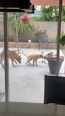 Peeing Puppy Gets Peed On