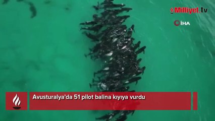 Avusturalya’da 51 balina kıyıya vurdu! İnanılmaz görüntüler
