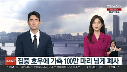 집중 호우에 가축 100만 마리 넘게 폐사