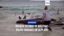 Asutralia | Decenas de ballenas piloto varadas en la playa