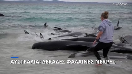 Αυστραλία: Δεκάδες φάλαινες πιλότοι νεκρές σε ακτή