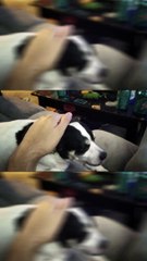 Ignoring My Best Friend's Dog 