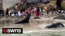 Sea lions charge at tourists on beach sending them fleeing in terror