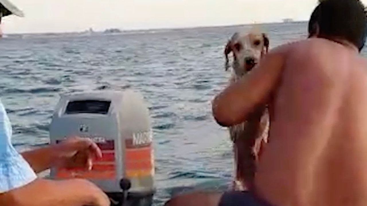 Heroic Rescuers Sail Out to Save Puppy Caught in Rip Tide | Wild-ish TV