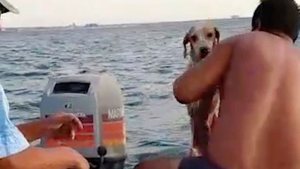 Heroic Rescuers Sail Out to Save Puppy Caught in Rip Tide | Wild-ish TV