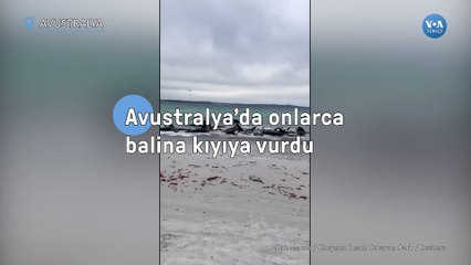 Avustralya’da onlarca balina kıyıya vurdu