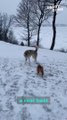 Playful Husky Treats Smol Bulldog Like a Ball - Snowy Hill Adventure || Heartsome