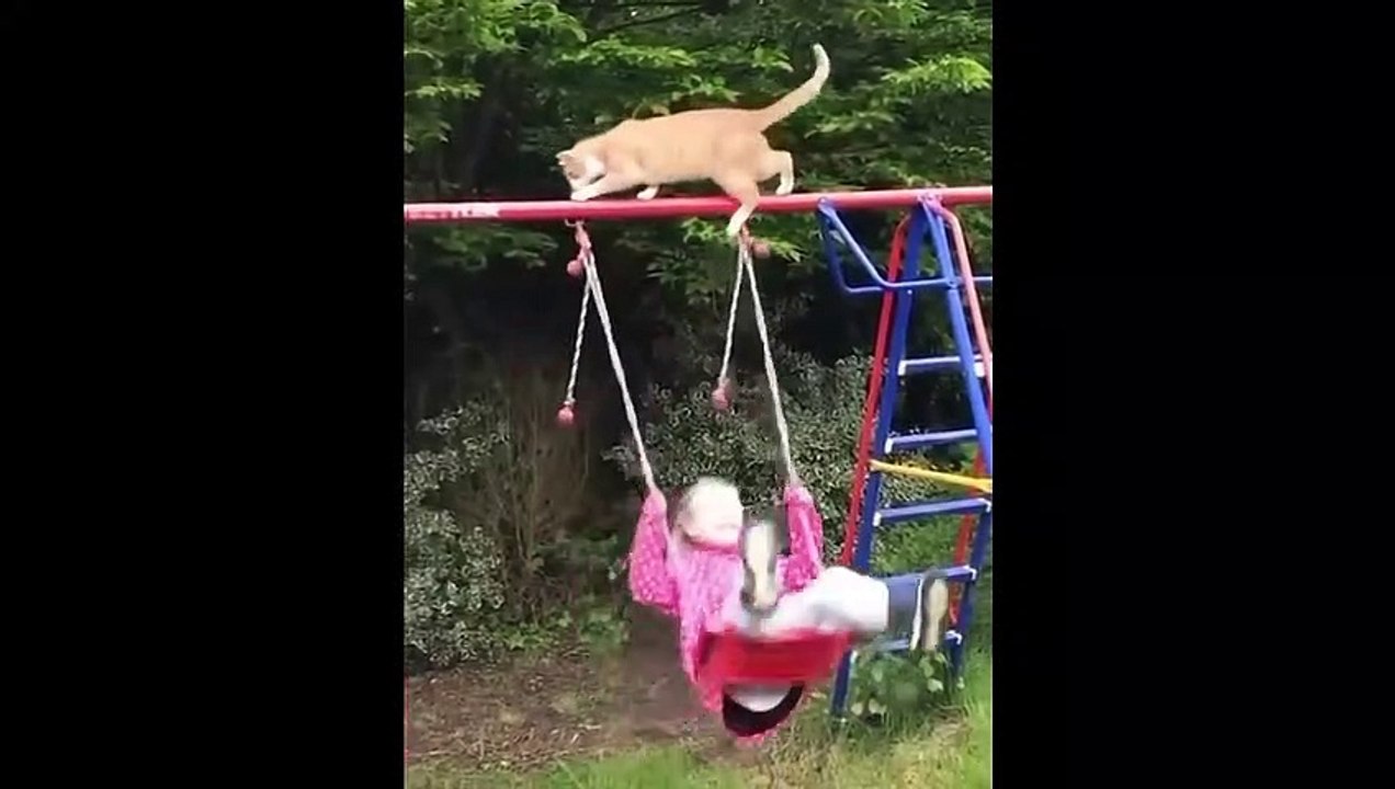 Funny dogs
