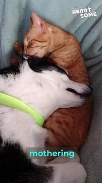 Adorable Bonding: Heartwarming Moments Between a Cat and a Dog || Heartsome