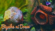 Tinaguriang ‘corpse flower,’ matatagpuan sa Mt. Guinatungan, Camarines Norte! | Biyahe ni Drew