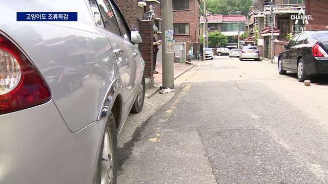 집단 폐사한 고양이 38마리 중 2마리 ‘AI 확진’