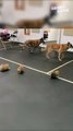 Pom Puppies' First Meeting with Belgian Malinois | Adorable Temperament Test || Heartsome