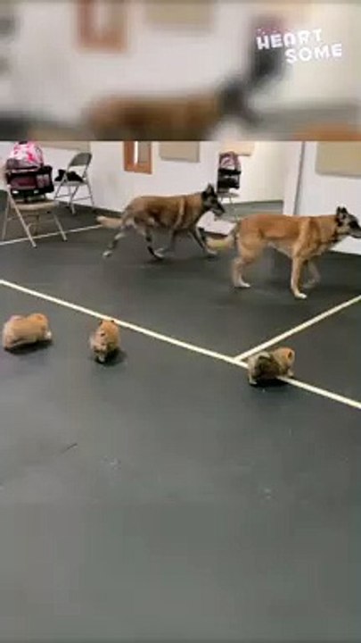 Pom Puppies' First Meeting with Belgian Malinois | Adorable Temperament Test || Heartsome