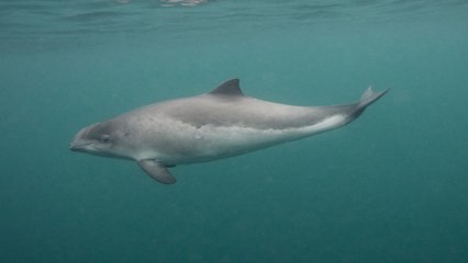 Mysteriöser Fund: Schweinswal in dänischem Wald entdeckt