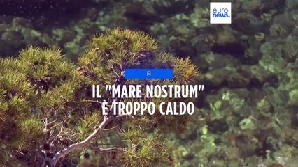 Il Mar Mediterraneo mai così caldo, registrato nuovo record. A rischio l'intero ecosistema