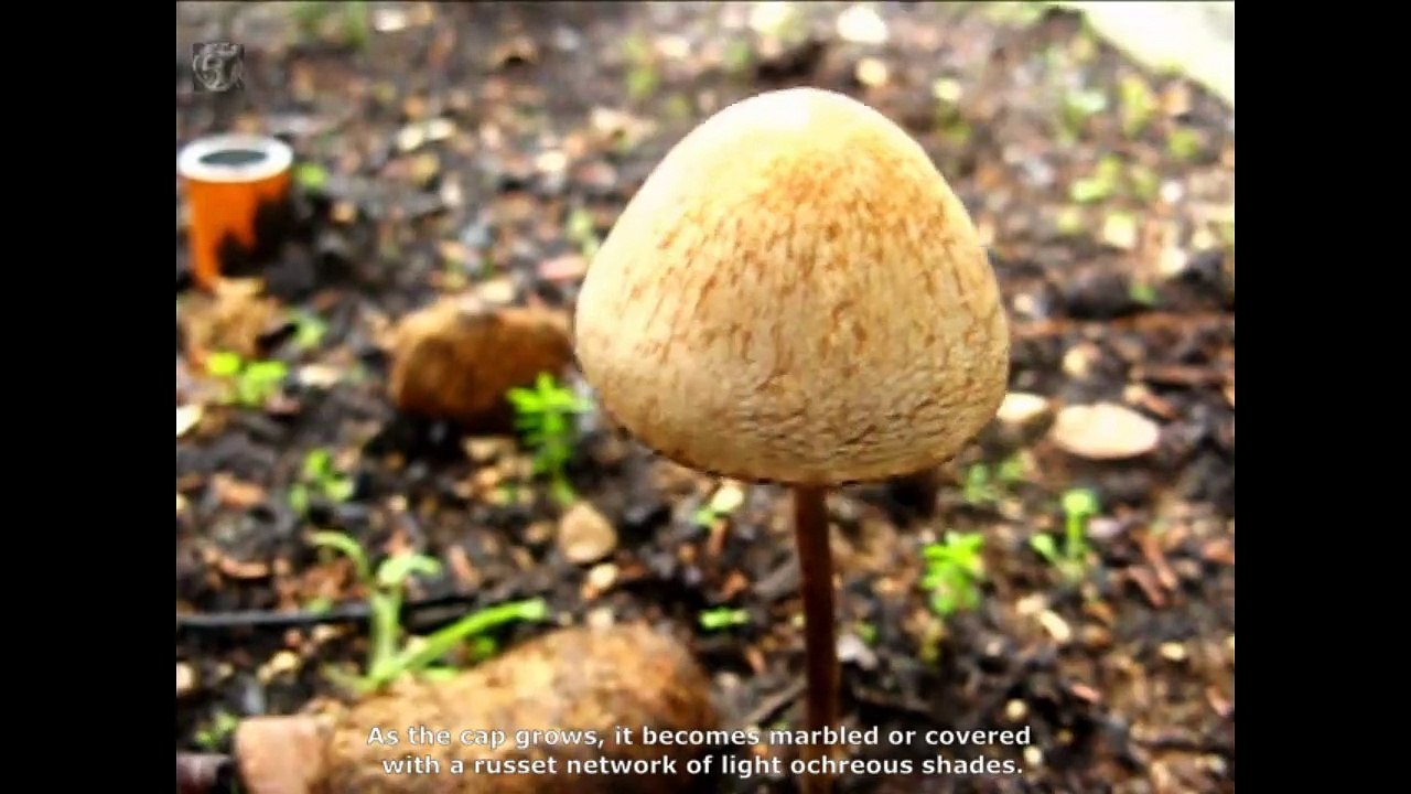 Panaeolus retirugis. Champimaginatis. English Text
