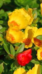 CAM - Sécheresse : 5 plantes peu gourmandes en eau à planter