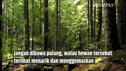 Alasan Penting Mengapa Satwa Liar Tidak Boleh Dipelihara|SINAU