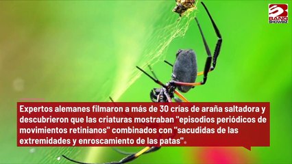 Las arañas duermen igual que los humanos