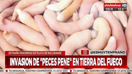 Una extraña inavsión de "Peces penes" en una playa argentina