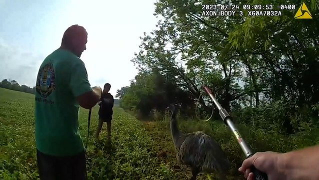 How ‘emusing’: Police officers chase runaway emu around Ohio field