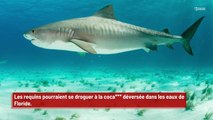 Les requins de Floride pourraient être défoncés à la poudre blanche