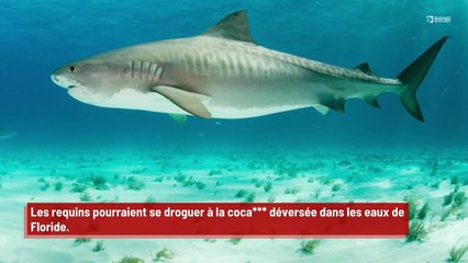 Les requins de Floride pourraient être défoncés à la poudre blanche