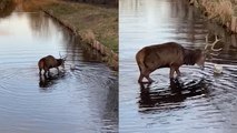 FOOTBALLING STAG Channels Inner LUCY BRONZE!