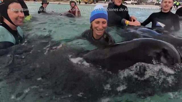 Mueren varadas medio centenar de ballenas piloto en el oeste de Australia